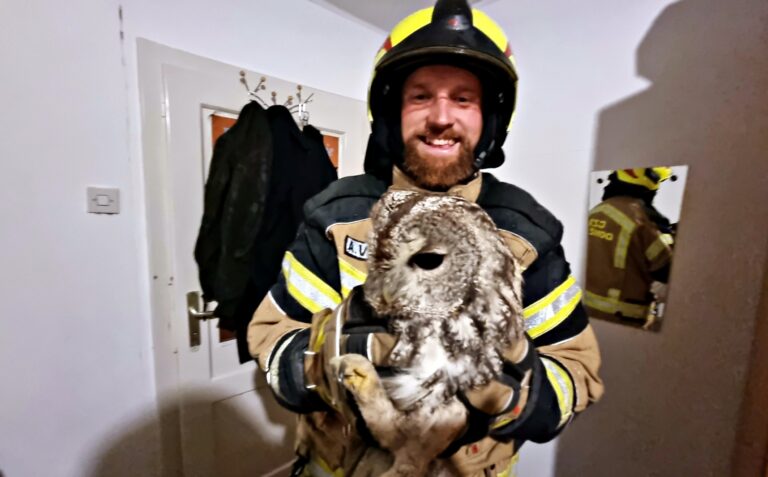 Reševanje sove v Grobljah