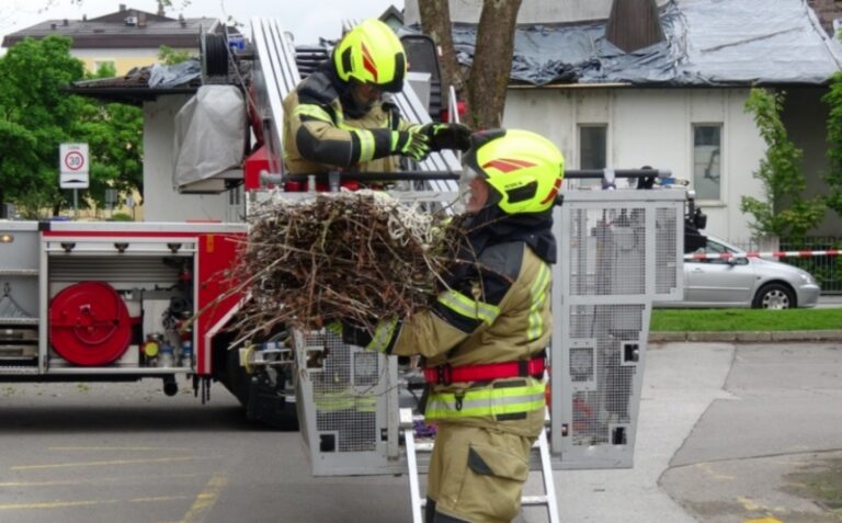 Iz centra Domžal smo preselili mlade sive vrane
