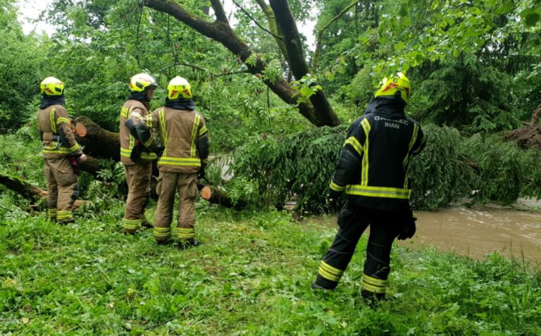 Podrto drevo v potoku Pšata