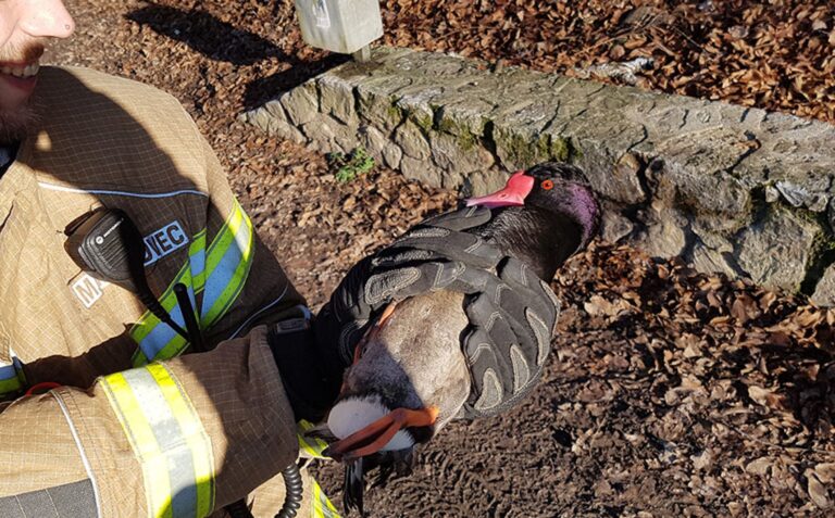 Povzetek dela CZR Domžale med 20. novembrom in 20. decembrom 2017